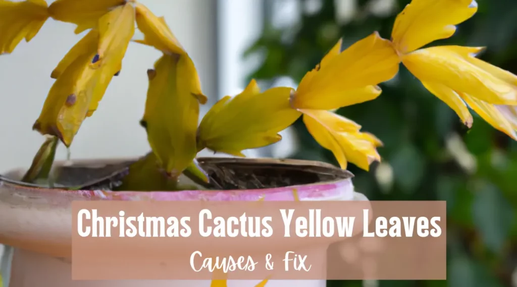Christmas Cactus Yellow leaves