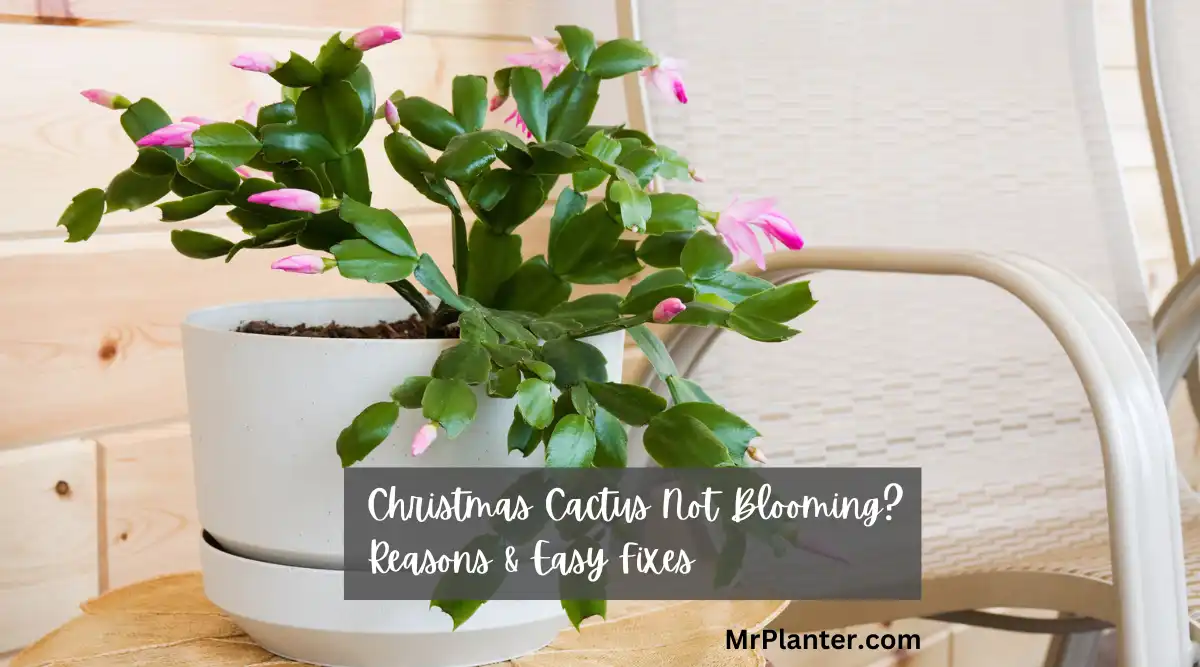Christmas Cactus Not Blooming? Reasons & Easy Fixes