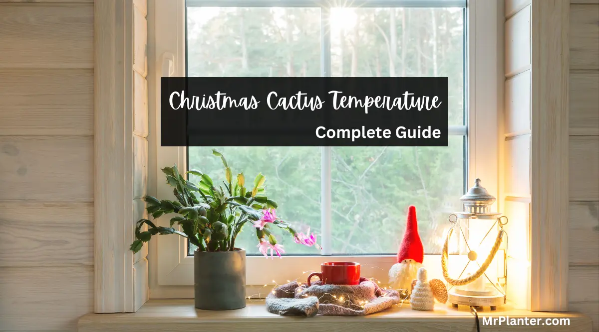 Christmas Cactus Temperature: Ideal Range and Care Tips