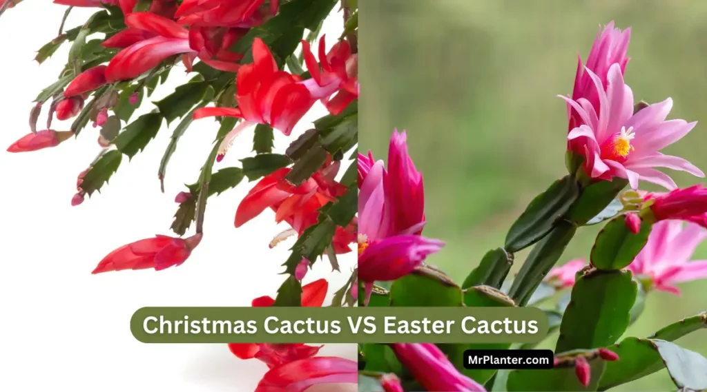 Christmas Cactus vs Easter Cactus