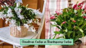 Christmas Cactus vs Thanksgiving Cactus: Differences Christmas Cactus vs Thanksgiving Cactus