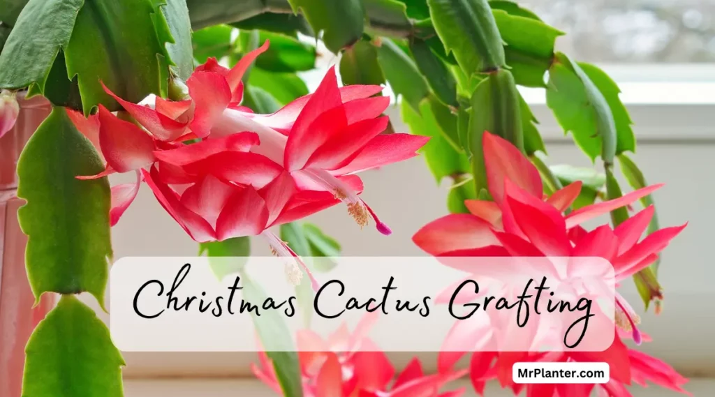Christmas Cactus Grafting