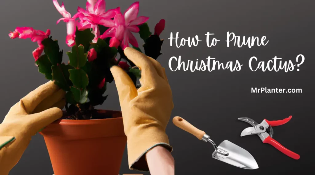 How to Prune Christmas Cactus