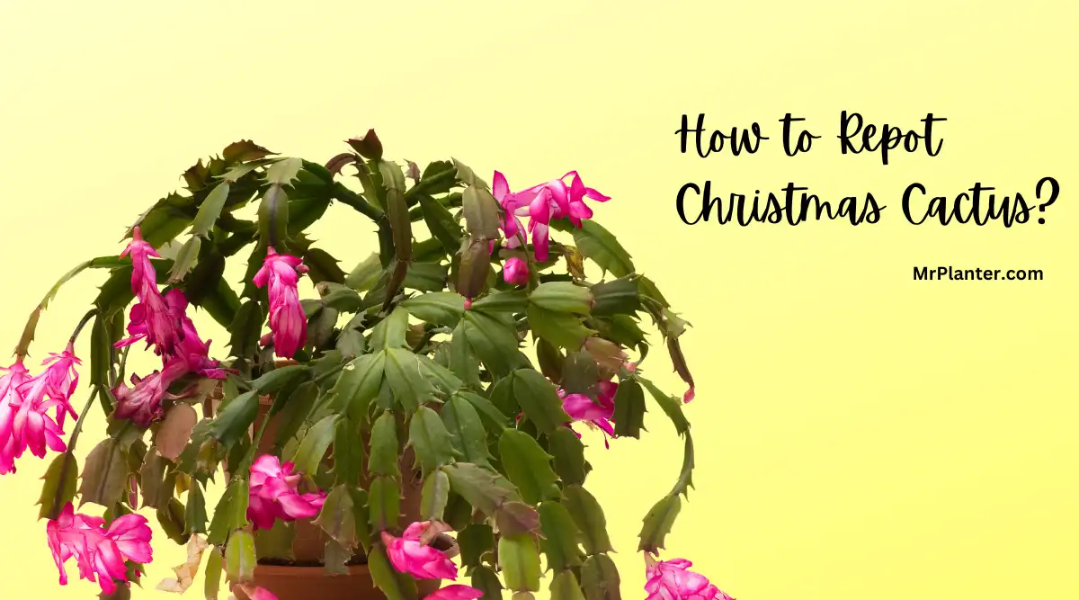 How to Repot Christmas Cactus