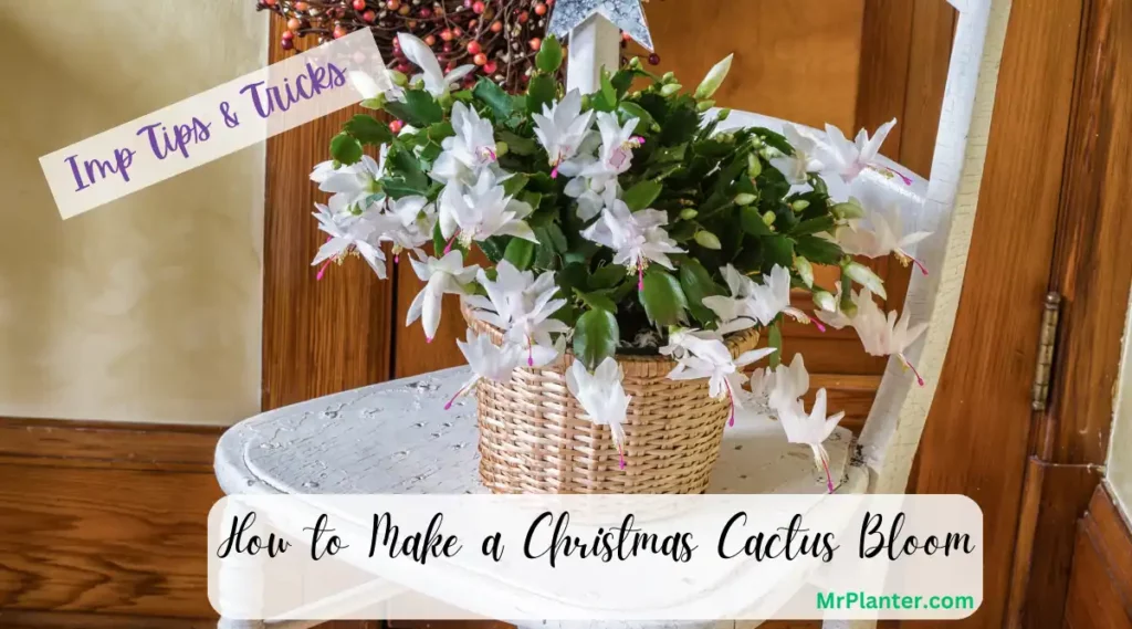 How to Make a Christmas Cactus Bloom