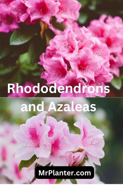 Rhododendrons and Azaleas