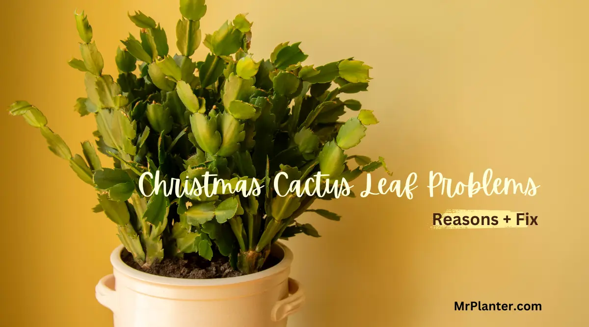 Christmas Cactus Leaf Problems