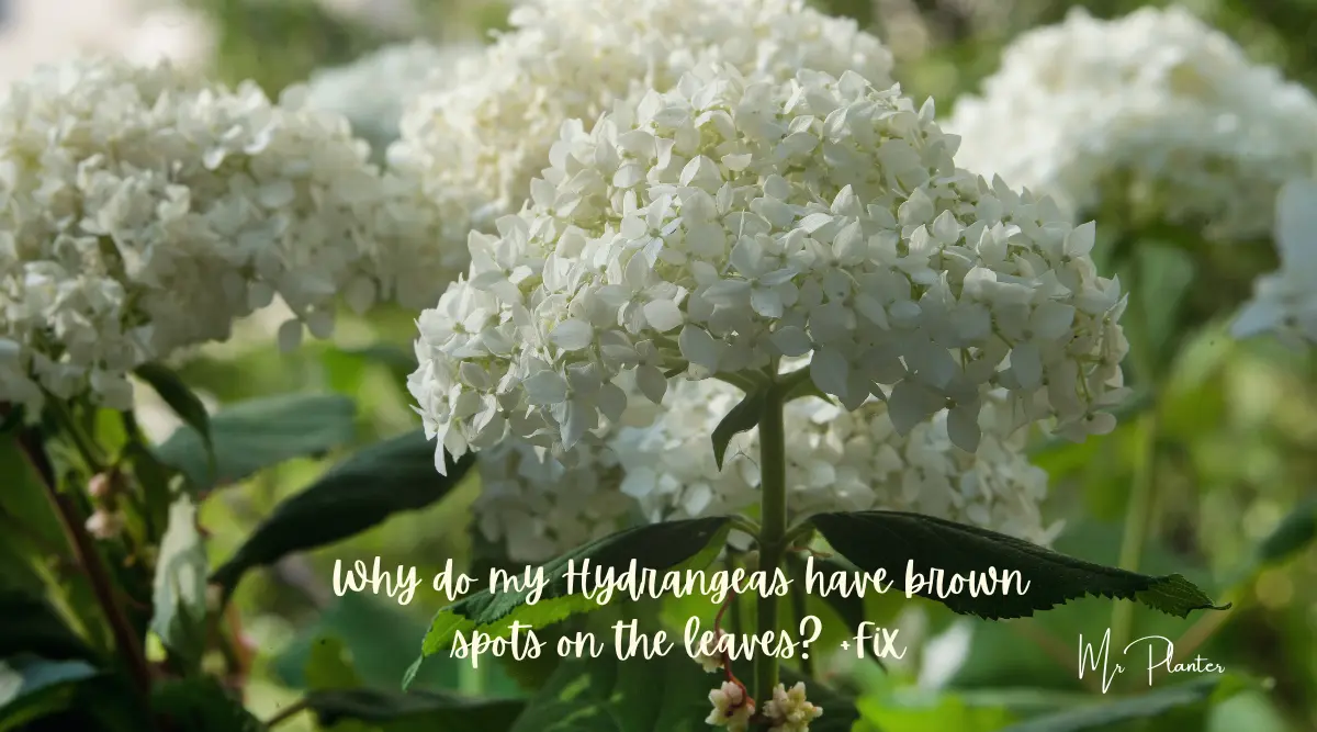 Brown Spots on Hydrangea Leaves: Reasons & Fix