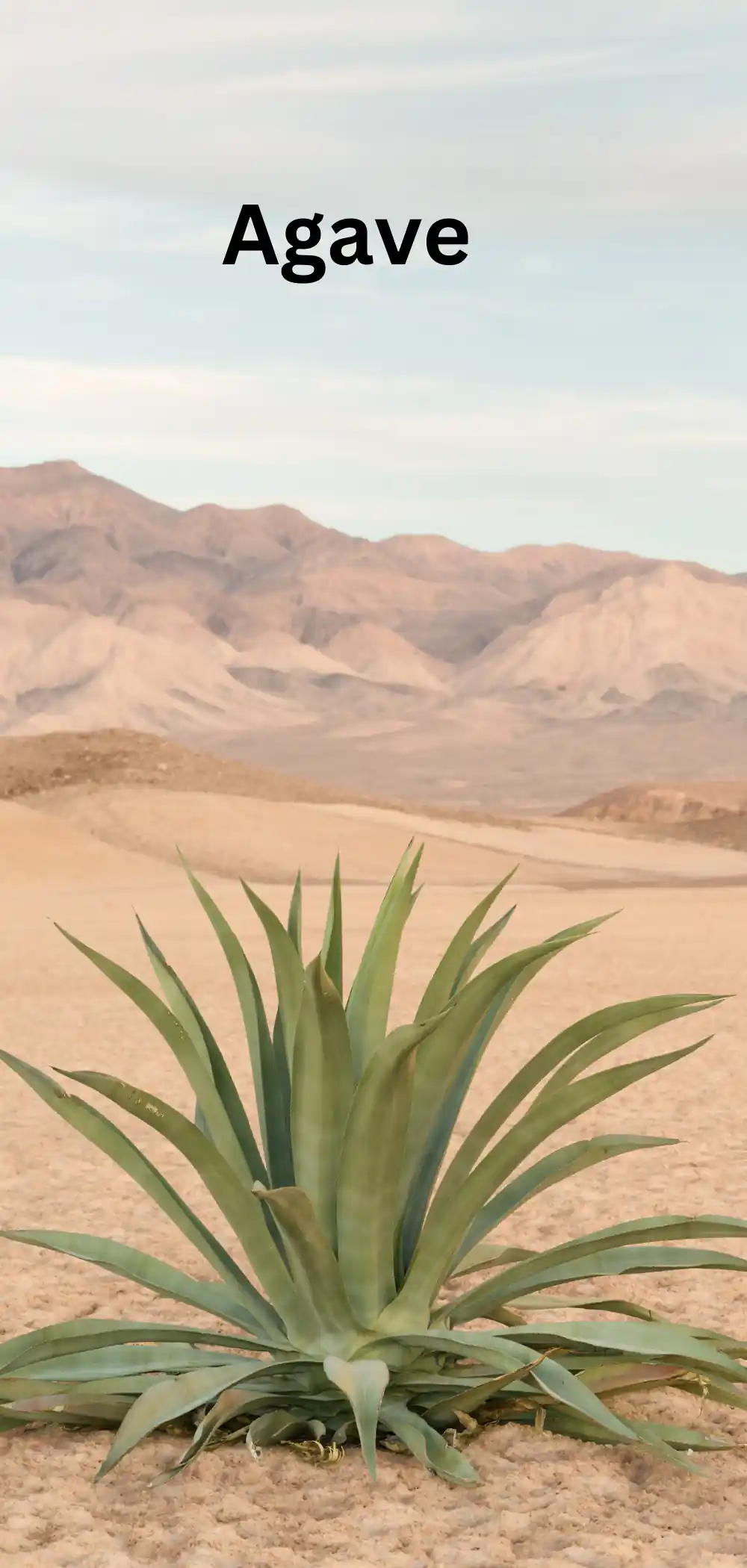 Image of Agave plant