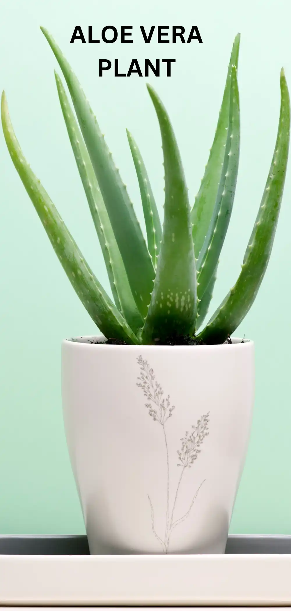 Image of Aloe vera plant
