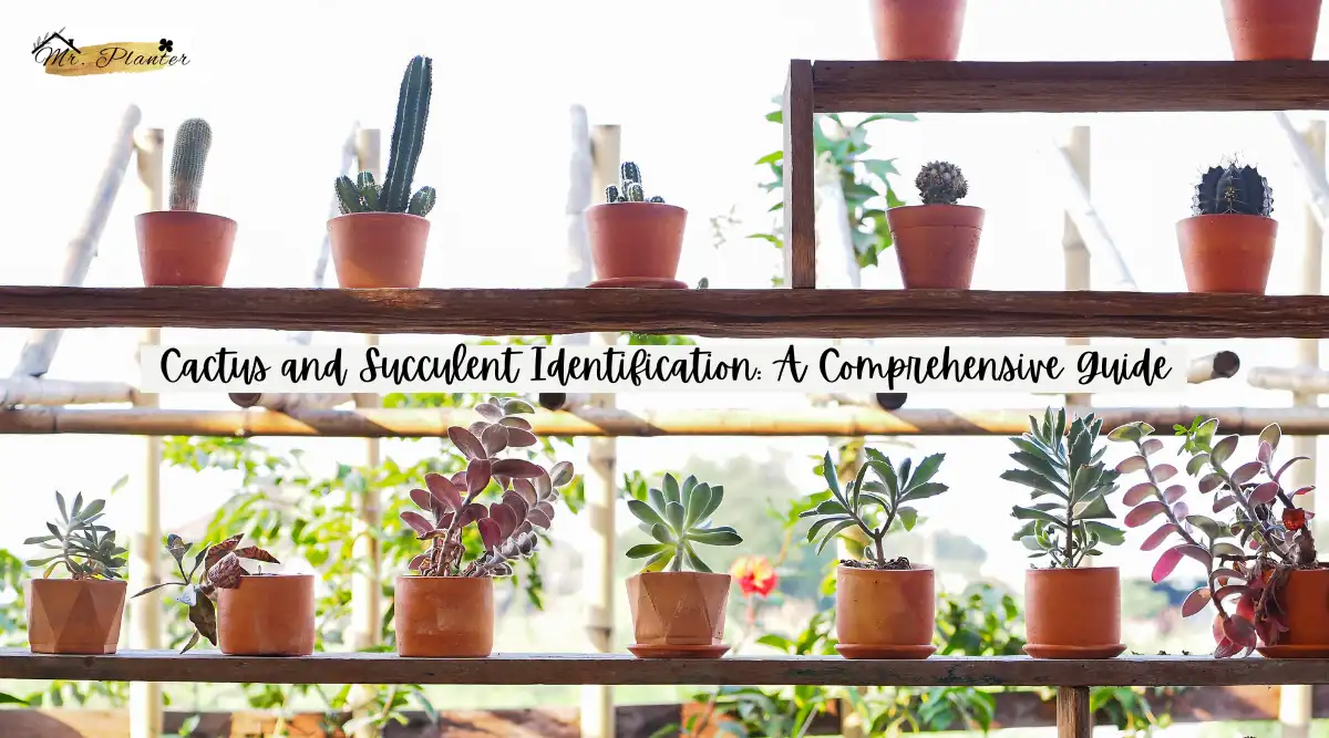 Cactus and Succulent Identification