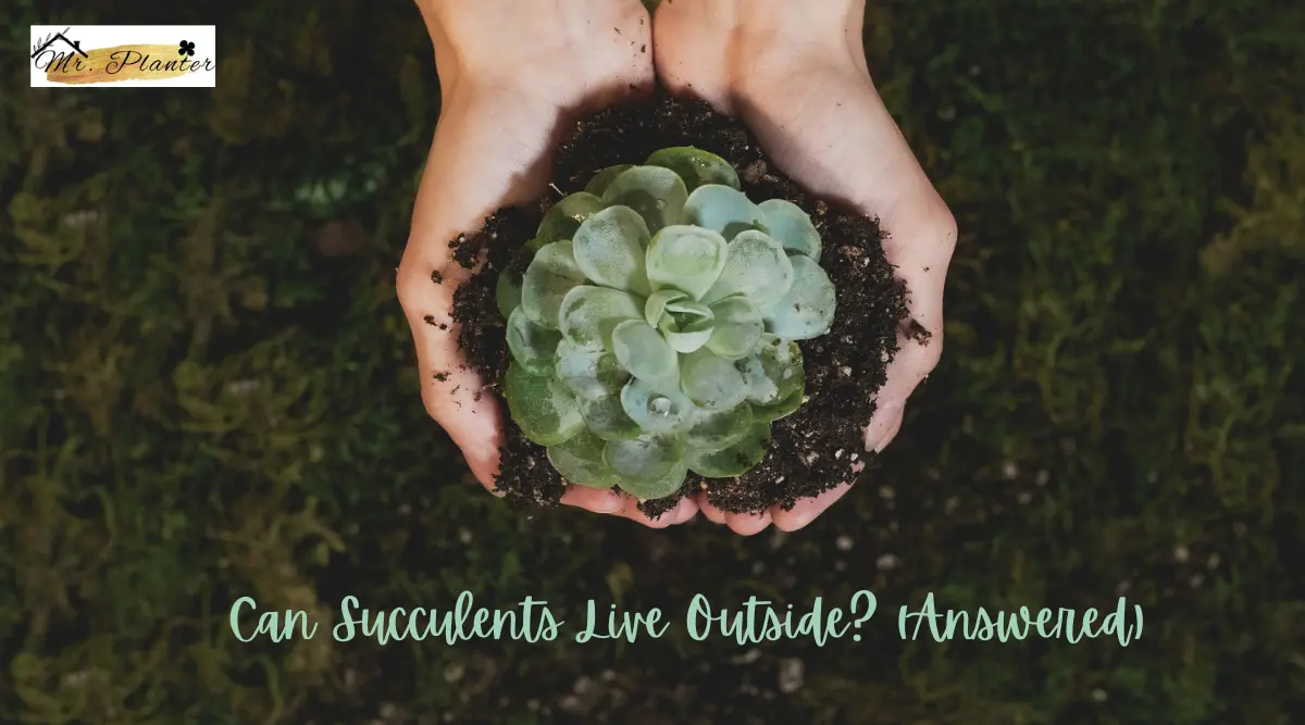 Can Succulents Live Outside