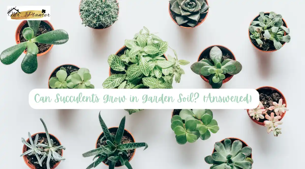 Can Succulents Grow in Garden Soil? (Answered)