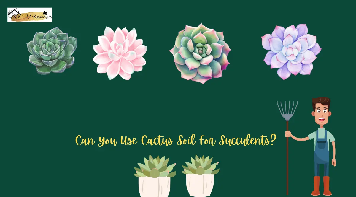 Can You Use Cactus Soil For Succulents? (Answered)
