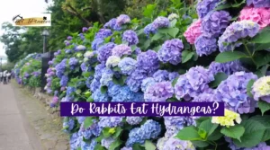 Do Rabbits Eat Hydrangeas? Facts You Need to Know Do Rabbits Eat Hydrangeas