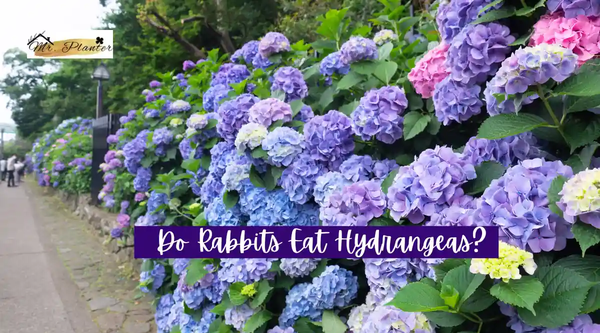 Do Rabbits Eat Hydrangeas