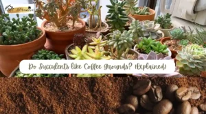 Do Succulents like Coffee Grounds