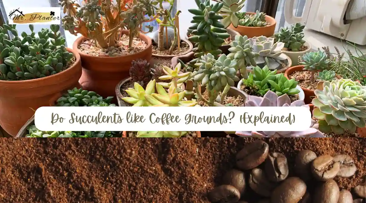 Do Succulents like Coffee Grounds