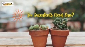 Do Succulents Need Sun