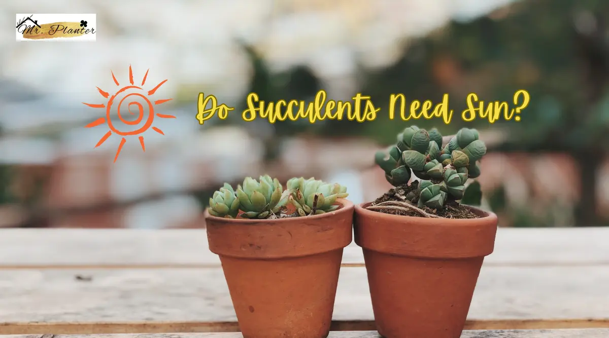 Do Succulents Need Sun: All You Need to Know