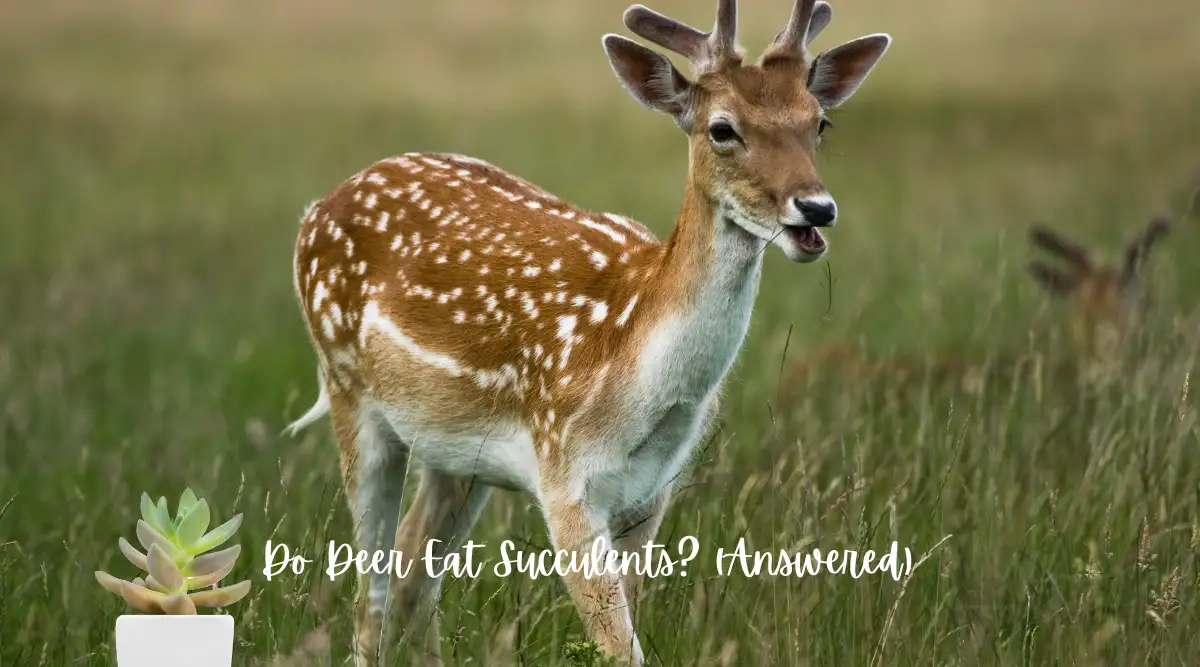 Do Deer Eat Succulents? (Answered)