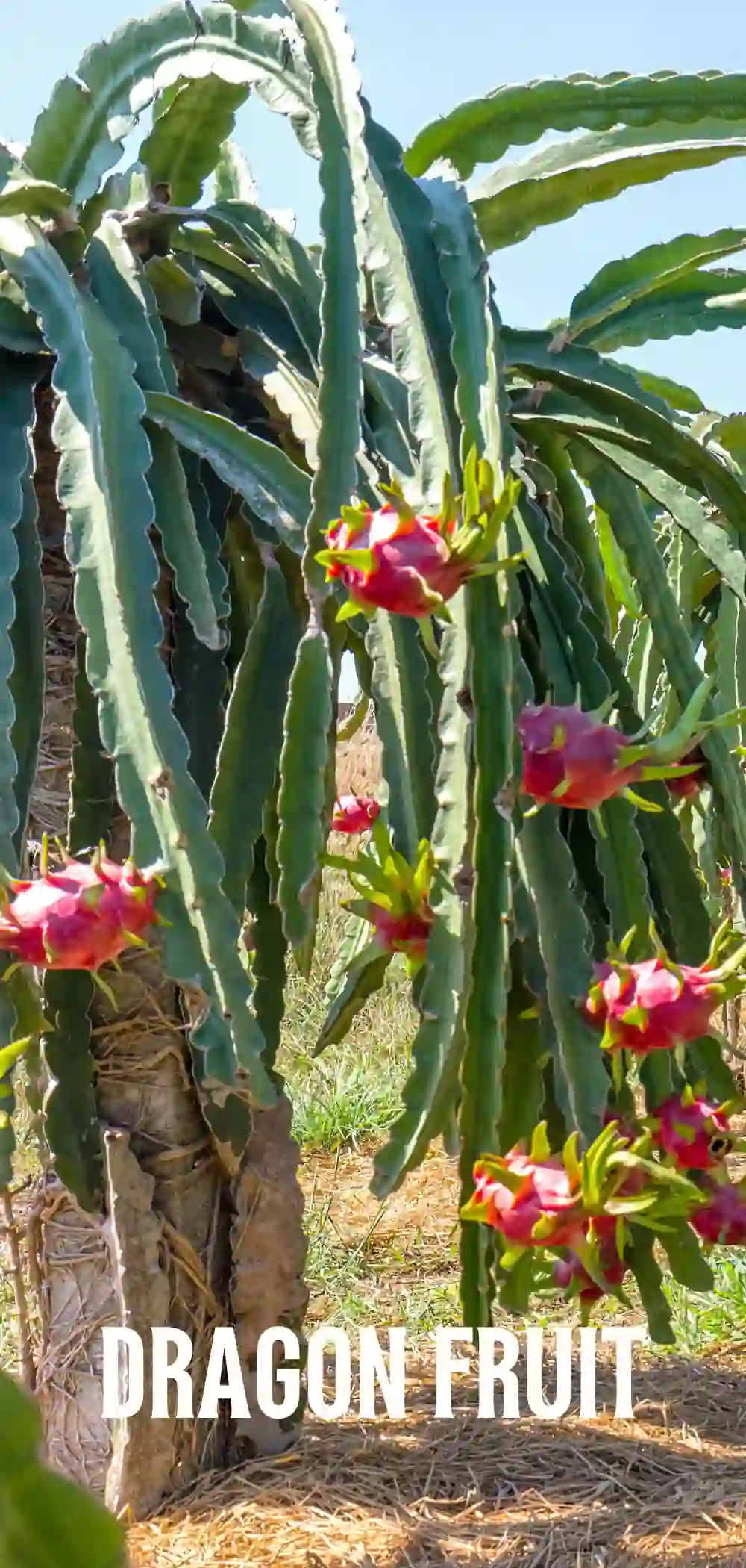 Image of a Dragon Fruit Plant