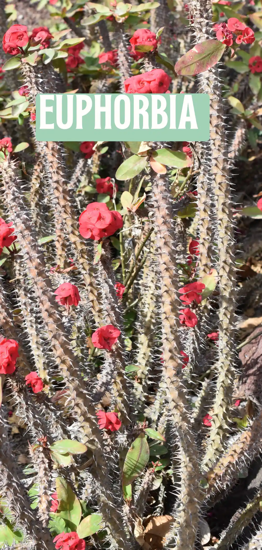 Image of Euphorbia Plant