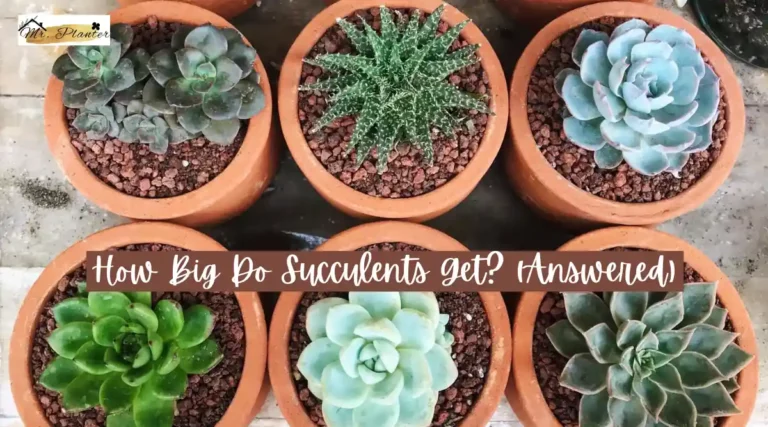 How Big Do Succulents Get