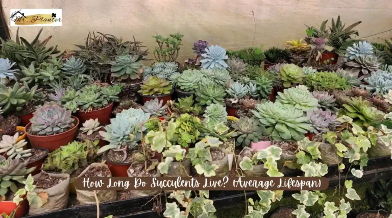 How Long Do Succulents Live