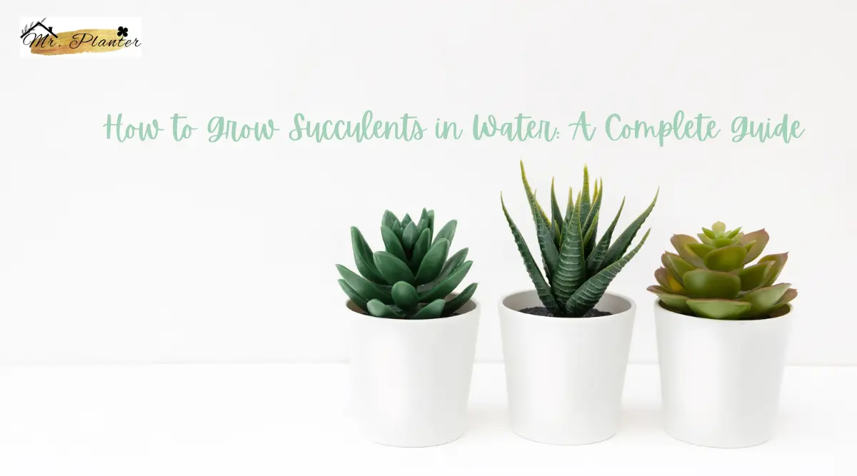 How to grow Succulents in Water
