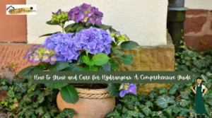 Hydrangea Care
