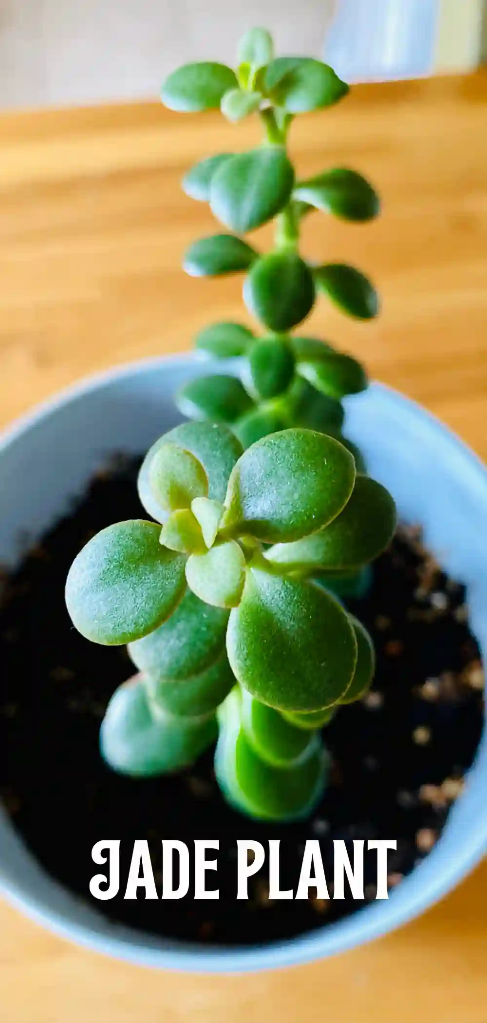 Image of Jade Plant