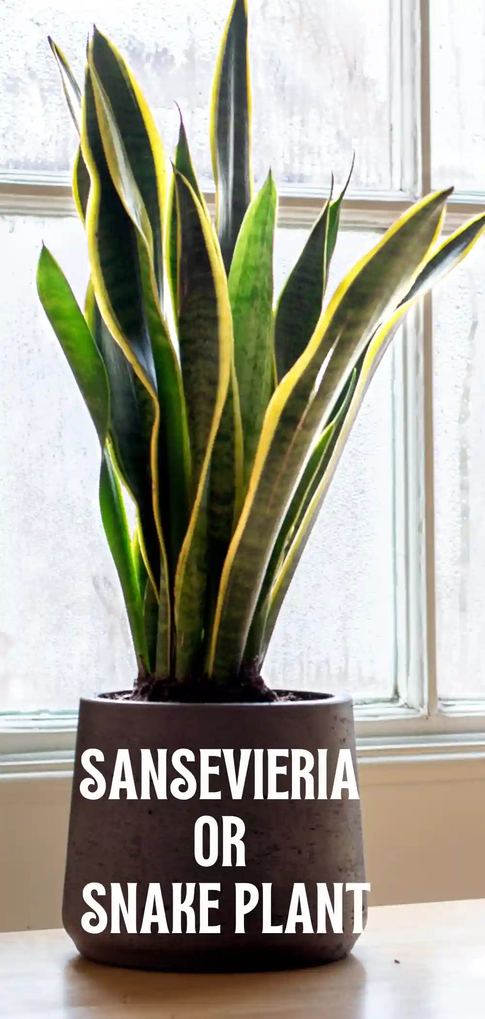 Image of Sansevieria also known as Snake Plant