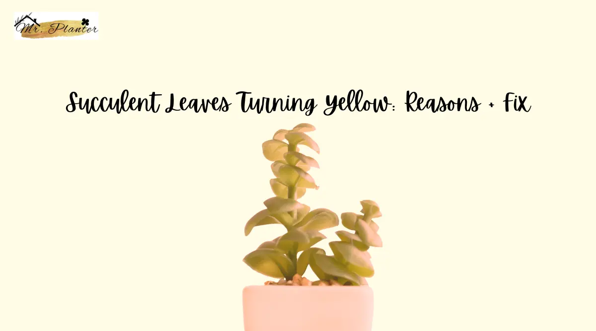Succulent Leaves Turning Yellow: Reasons + Fix