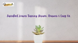Succulent Leaves Turning Brown: Reasons & Easy Fix Succulent Leaves Turning Brown