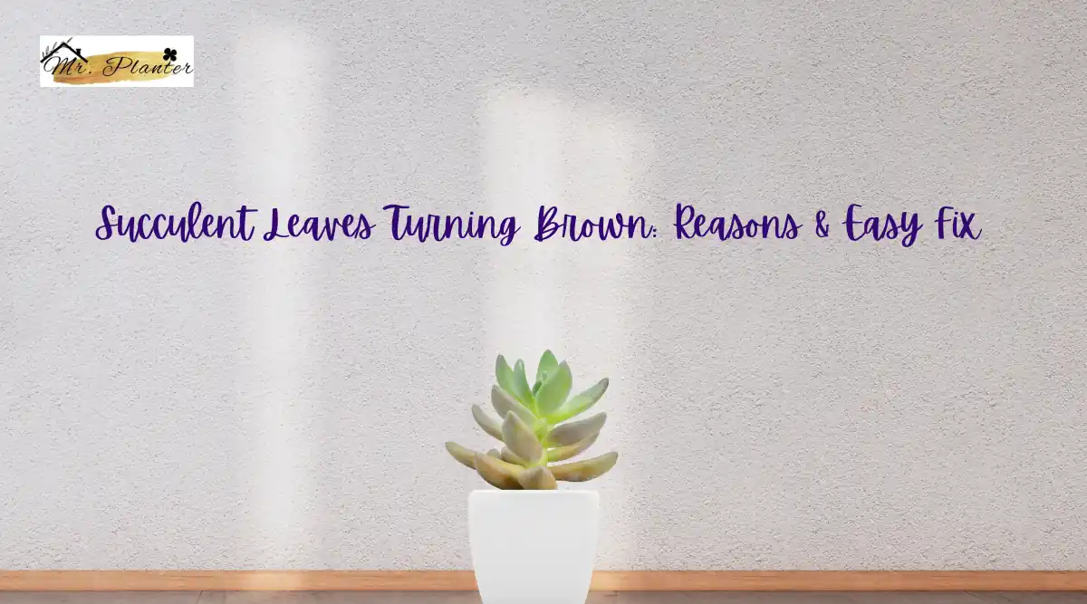 Succulent Leaves Turning Brown: Reasons & Easy Fix