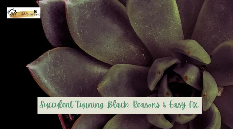Succulent Turning Black