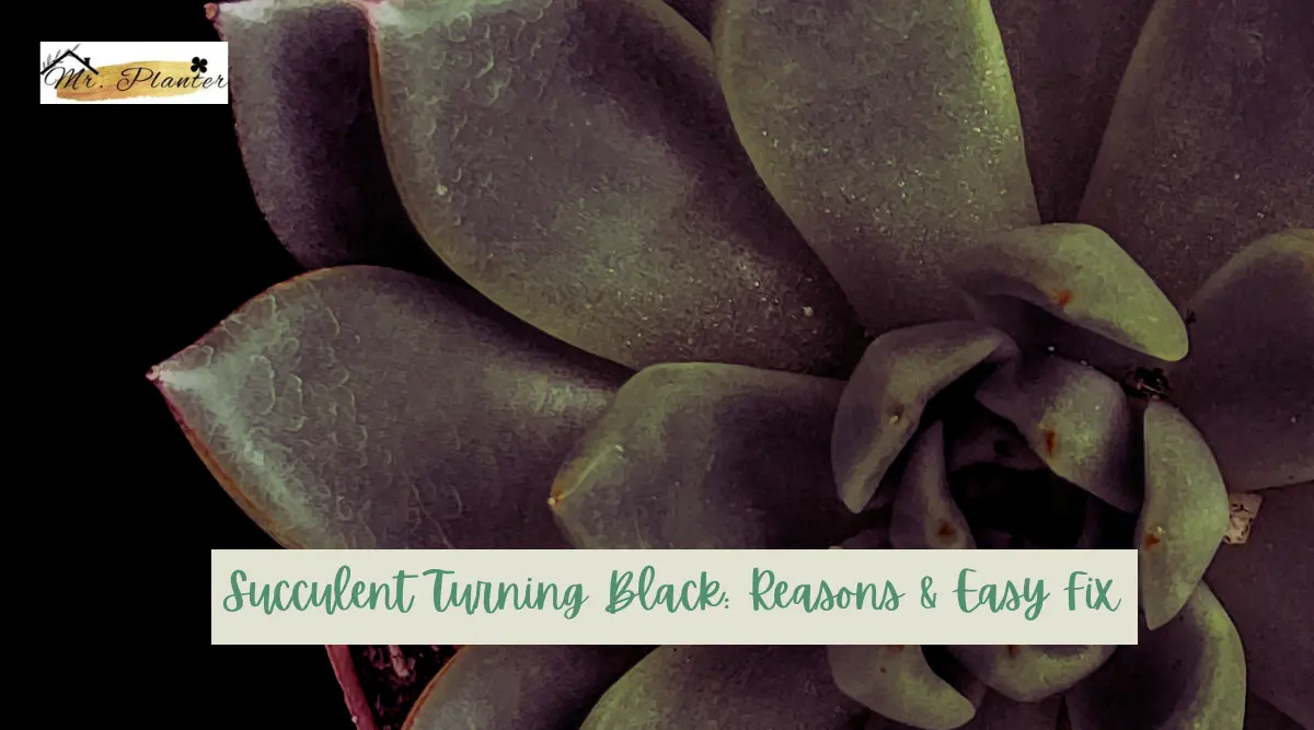 Succulent Turning Black: Reasons & Easy Fix
