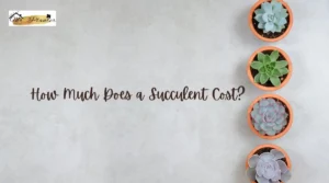 How Much Does a Succulent Cost