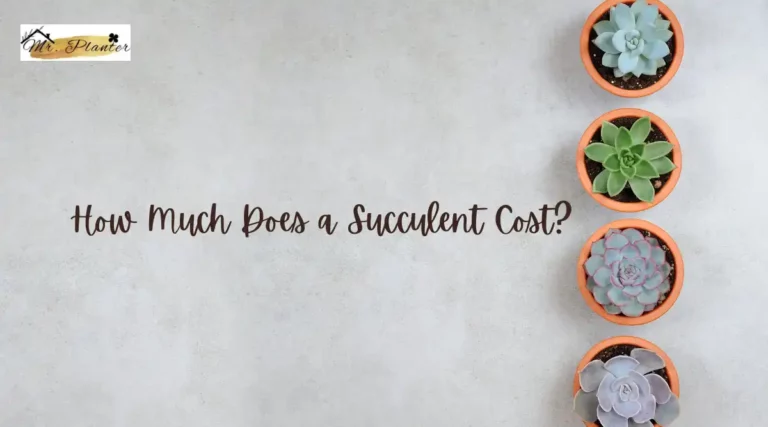 How Much Does a Succulent Cost