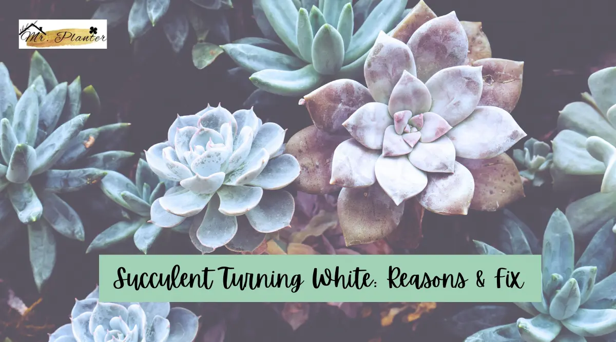 Succulent Turning White