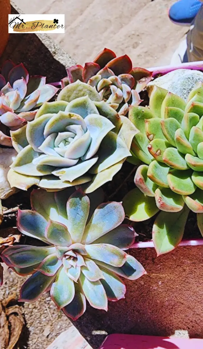 Succulents images