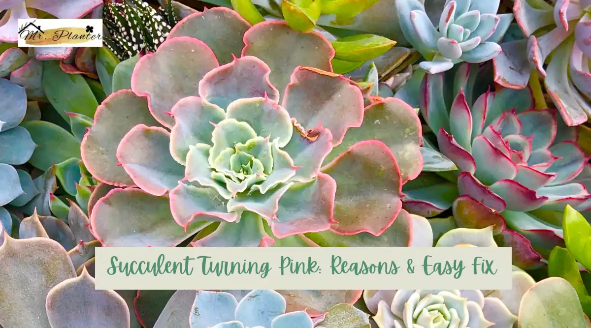 Succulent Turning Pink