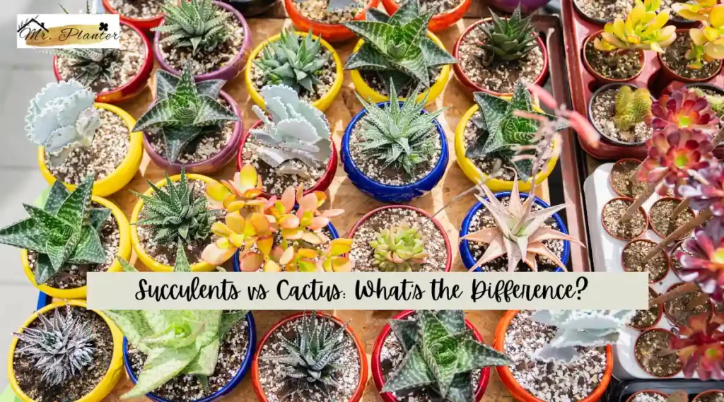 Succulents vs Cacti