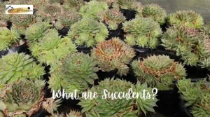 What-are-succulents