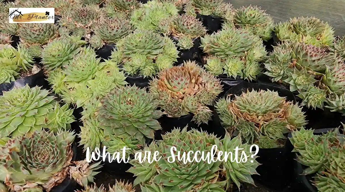 What are Succulents?