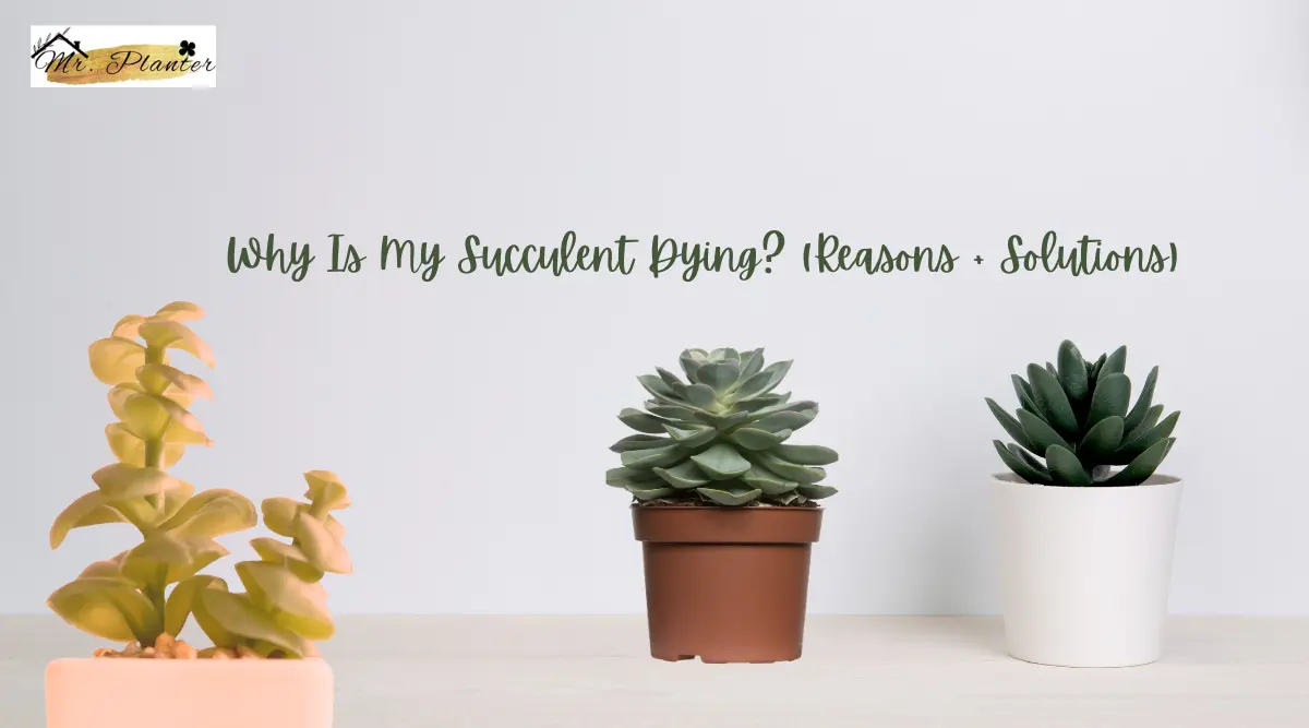 Why Is My Succulent Dying? (Reasons + Solutions)