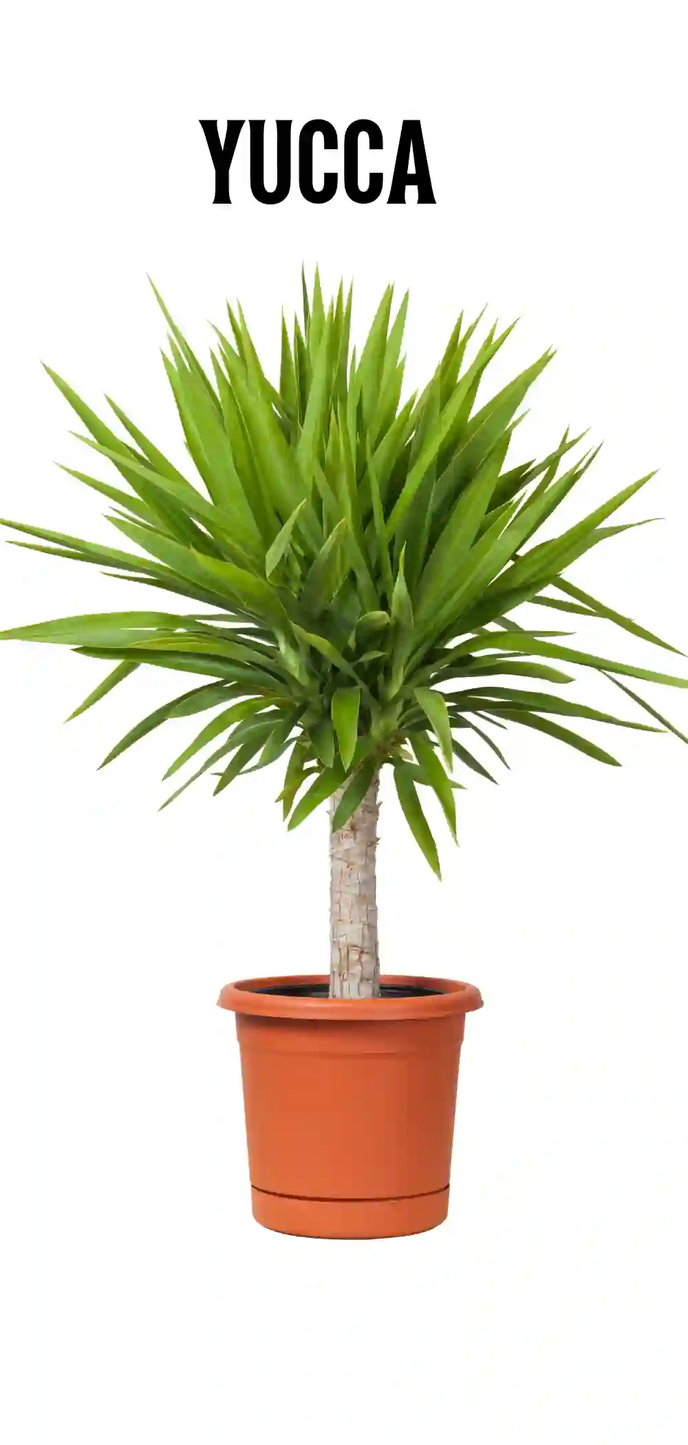 Image of an Yucca Plant