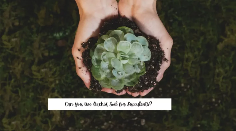 Can You Use Orchid Soil for Succulents