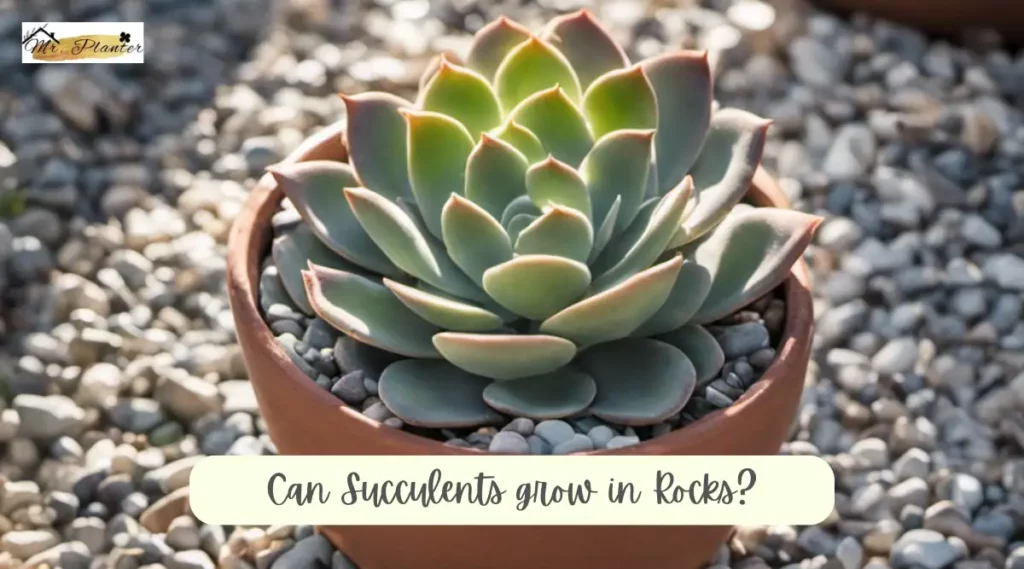Can Succulents Grow In Rocks